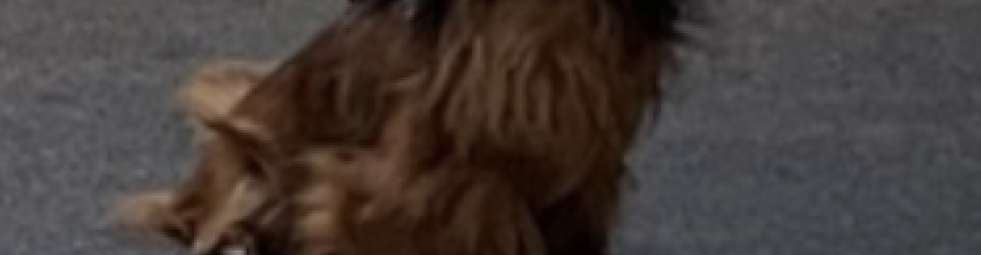 doggo